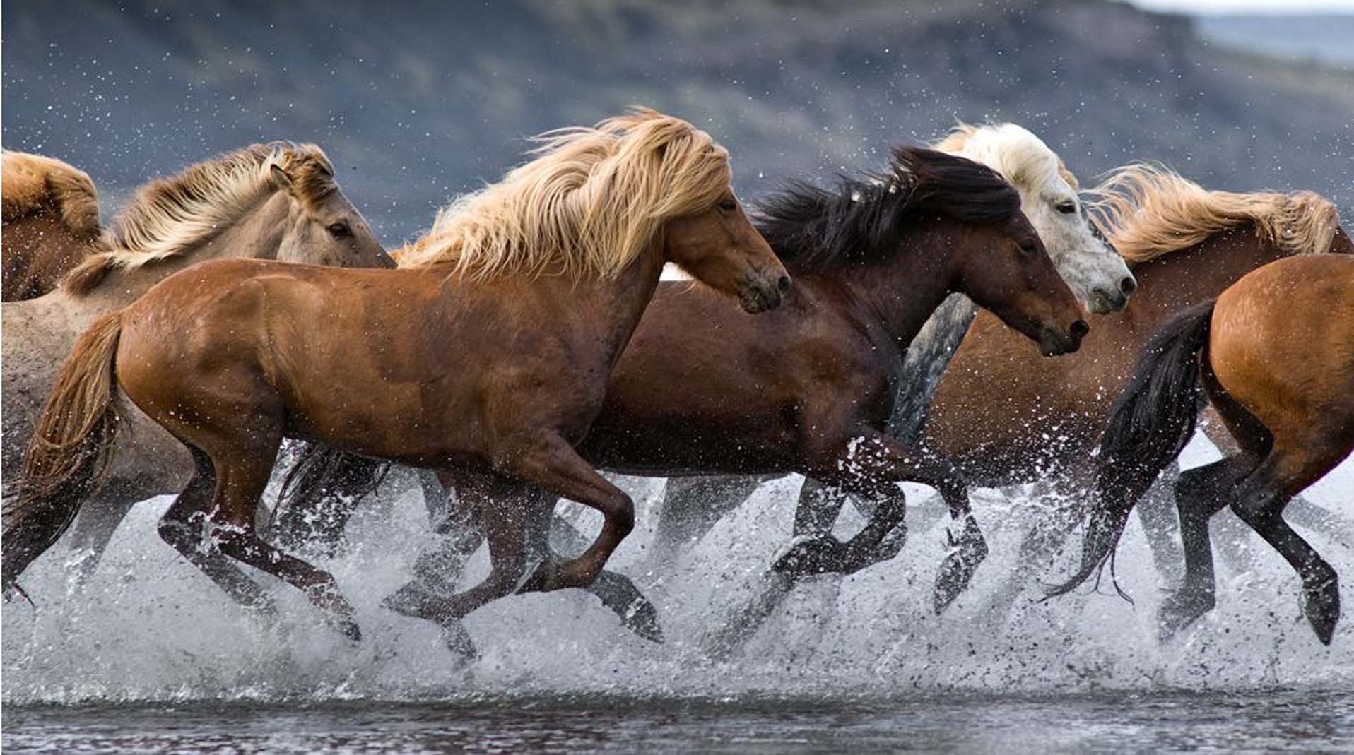 <br>Bas Cornielje <br \><strong>hoefsmid IJslandse paarden</strong>